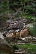 alles im Blick... Habicht *Accipiter gentilis*,  Jungvogel frisst auf einer Waldlichtung am Boden von Beute