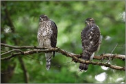 Geschwister...  Habicht *Accipiter gentilis*,  junge Habichte, Rothabichte sitzen nebeneinander im Wald auf einem Ast