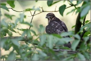 aus der Deckung heraus... Habicht *Accipiter gentilis*, Jungvogel auf der Jagd