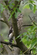 prüfender Blick nach oben... Habicht *Accipiter gentilis*, junger Habicht in einem Walnussbaum