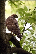 Überraschungsjäger... Habicht *Accipiter gentilis* schaut sich um, junger Habicht bei der Jagd