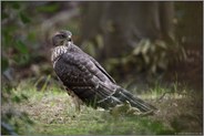 der Blick zurück...  Habicht *Accipiter gentilis*, flügger Jungvogel, Rothabicht am Boden im Wald