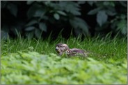 erstaunliche Beobachtung...  Habicht *Accipiter gentilis* ruhend im Gras, Rothabicht liegt in einer Wiese