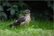 im Gras sitzend...Habicht *Accipiter gentilis*, junger Habicht sitzt auf einer Waldlichtung am Boden, schaut sich um