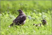 beim Sonnenbad...  Habicht *Accipiter gentilis*, zwei Rothabichte auf einer Wildwiese im Wald