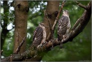 interessiert... Habicht *Accipiter gentilis* zwei diesjährige Jungvögel reagieren aufmerksam auf einen der Altvögel