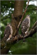 Pat und Patachon... Habicht *Accipiter gentilis*, zwei junge Habichte nebeneinander sitzend im Wald