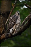 Kontaktruf... Habicht *Accipiter gentilis*, junger Habicht ruft in den Wald, zeigt an, wo er zu finden ist