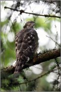 Blick über die Schulter...  Habicht *Accipiter gentilis* im Geäst einer Lärche