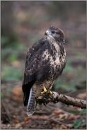 junger Greifvogel... Mäusebussard *Buteo buteo* auf einem Ast im Wald