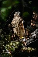 stolzer Recke... Habicht *Accipiter gentilis*; junger Habicht im typischen Lebensraum