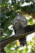 im Baum versteckt... Habicht *Accipiter gentilis*; junger Habicht im typischen Umfeld