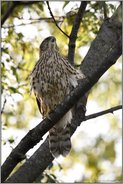 unter'm Laubdach... Habicht *Accipiter gentilis*, bereits älterer Jungvogel reckt den Hals