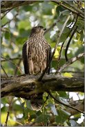 hoch oben im Baum... Habicht *Accipiter gentilis*, junger Habicht sitzt gut getarnt im Baum, beobachtet die Umgebung