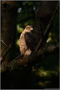 im Licht... Habicht *Accipiter gentilis*, junger Habicht, Rothabicht  im Laubwald