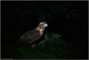 geheimnisvoller Vogel... Habicht *Accipiter gentilis* im Lichtspot auf einer Lichtung im Wald