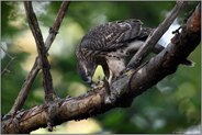 verdiente Mahlzeit... Habicht *Accipiter gentilis* frisst von frisch erbeuteter Kohlmeise