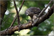 Jungspund... Habicht *Accipiter gentilis* frisst von frisch geschlagener Beute