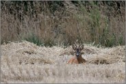 ein Bett im Kornfeld... Reh *Capreolus capreolus*, Rehbock ruht im frisch gemähten Getreidefeld, Stoppelfeld