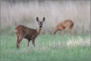 Rehwild... Reh *Capreolus capreolus*, Ricke im Vordergrund, Rehbock im Hintergrund bei der Äsung auf einer Wildwiese