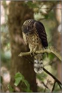 Prüfblick zum Boden hinab... Habicht *Accipiter gentilis*, junger Habicht bei der Jagd