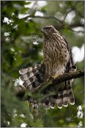 recken und strecken... Habicht *Accipiter gentilis* reckt sich, streckt Flügel, spreizt Stoss auseinander, Jungvogel