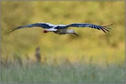 Abflug... Weißstorch *Ciconia ciconia*,  abfliegender Storch während des Herbstzuges