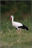 im natürlichen Umfeld... Weißstorch *Ciconia ciconia* auf einer "wilden" Wiese in Nordrhein-Westfalen