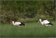 im natürlichen Umfeld... Weissstorch *Ciconia ciconia*, Störche bei der Nahrungssuche in einer satten Wiese