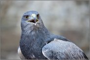 südamerikanische Schönheit... Aguja *Geranoaetus melanoleucus*, auch Andenbussard, Kordillerenadler oder Blaubussard genannt