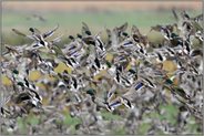 Sicherheit im Vogelschwarm... Stockenten *Anas platyrhynchos* fliegen in einem Massenstart gemeinsam auf