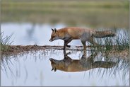 plitsch, platsch... Rotfuchs *Vulpes vulpes* quert eine kleine Furt, um bei Hochwasser über ein Gewässer zu gelangen