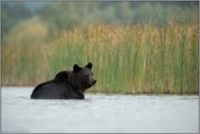 Abkühlung... Europäischer Braunbär *Ursus arctos* im Wasser eines Sees