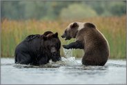 m Wasser... Europäischer Braunbär *Ursus arctos*, Kampf / Streit zwischen zwei Bären