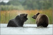 Trockenschleudergang... Europäischer Braunbär *Ursus arctos* schüttelt Wasser aus dem Fell