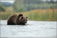 schnell unterwegs... Europäischer Braunbär *Ursus arctos* im Wasser