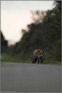 Feierabend... Rotfuchs *Vulpes vulpes* trottet seines Weges am Straßenrand