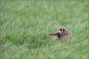 Gefiederpflege... Sumpfohreule *Asio flammeus* bei der Rast in einer Wiese