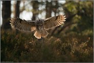 bei der Landung... Waldkauz *Strix aluco*