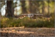 lautlos... Waldkauz *Strix aluco* im Gleitflug flach über den Boden hinweg