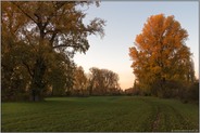 Herbst in den Rheinwiesen... Meerbusch *Langst-Kierst* entlang am Rhein, Rheinauen, Deichvorland