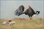 Einflug des Altadlers... Seeadler *Haliaeetus albicilla*