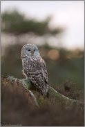 Eulenblick... Habichtskauz *Strix uralensis* frühmorgens auf einer Lichtung