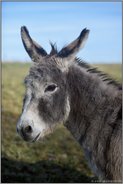 treuer Blick... Esel *Equus asinus*, Kopfporträt eines Hausesels