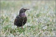 auf dem Boden... Star *Sturnus vulgaris* im Winter auf einer von Frost überzogenen gefrorenen Wiese, frontale Sicht