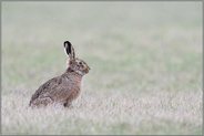 erste Schneeflocken... Feldhase *Lepus europaeus* auf den Wiesen am Niederrhein