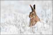 Meister Lampe... Feldhase *Lepus europaeus* auf einem Acker im Schnee