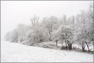 so schön ist's im Winter... Meerbusch *Strümper Bruch*, Waldrand eines verschneiten Bruchwaldes im Rheinland