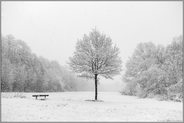 leise rieselt der Schnee.. Lanker Busch *Meerbusch*, Sitzbank neben Baum zwischen Lank-Latum und Strümp am Lanker Bruch