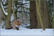auf der Pirsch... Rotfuchs *Vulpes vulpes* im winterlich verschneiten Wald, schleicht sich durch hohen Schnee